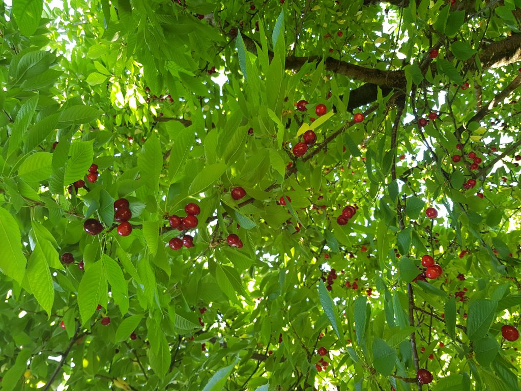 Transport fructe si legume 4 20190613 082458