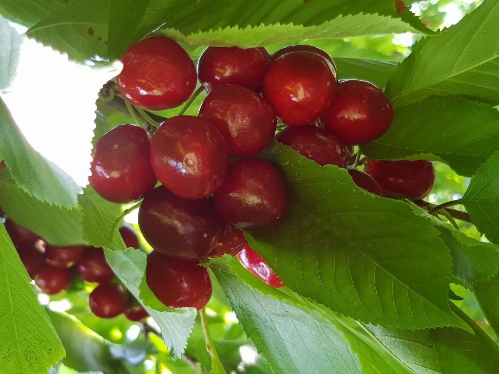 Transport fructe si legume 3 20190613 105407